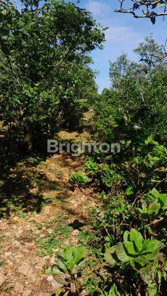 image DIJUAL TANAH PERKEBUNAN PRODUKTIF – GOBLEG, BULELENG 6HA (5)