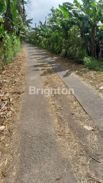 image DIJUAL TANAH PERKEBUNAN PRODUKTIF – GOBLEG, BULELENG 6HA (1)