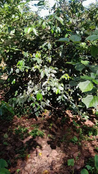 image DIJUAL TANAH PERKEBUNAN PRODUKTIF – GOBLEG, BULELENG 6HA (6)