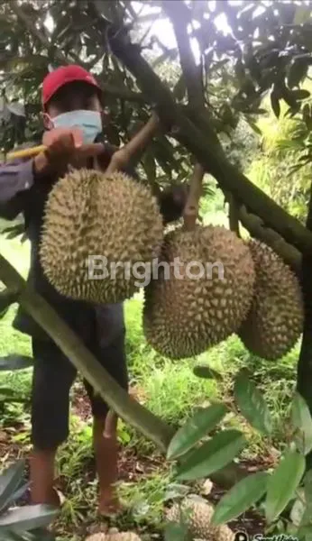 image KEBUN, PETERNAKAN, KOLAM DIATAS TANAH LUAS (1)
