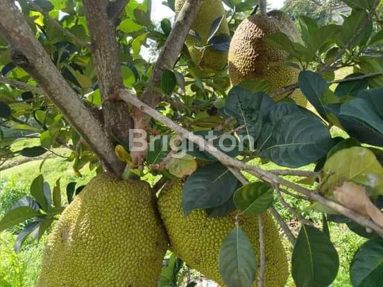 image KEBUN, PETERNAKAN, KOLAM DIATAS TANAH LUAS (3)