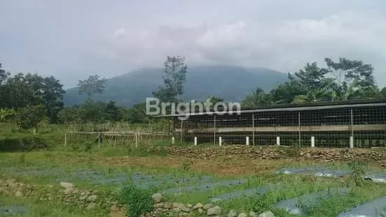 image KEBUN, PETERNAKAN, KOLAM DIATAS TANAH LUAS (6)