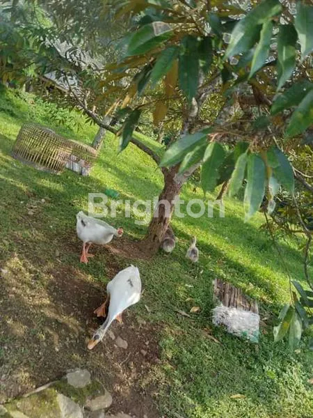 image KEBUN, PETERNAKAN, KOLAM DIATAS TANAH LUAS (7)