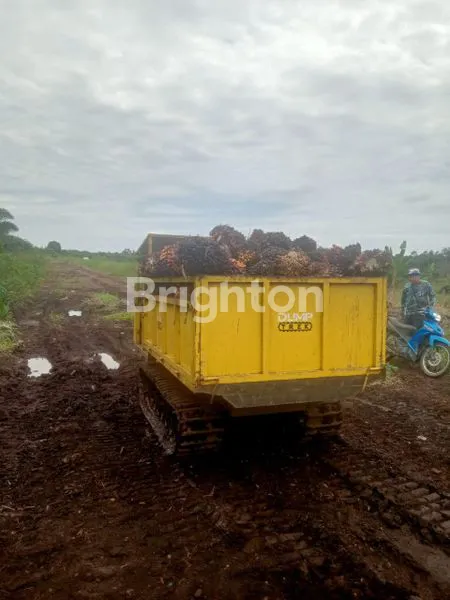 image DI JUAL KEBUN SAWIT  (3)