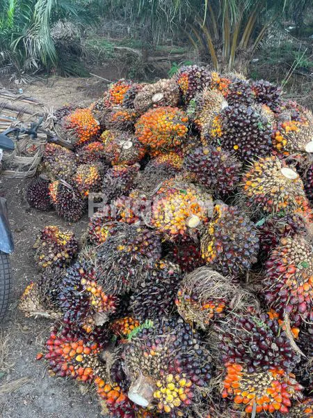 image DI JUAL KEBUN SAWIT  (4)