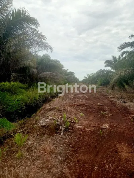 image DI JUAL KEBUN SAWIT  (2)