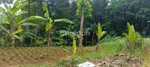 image DIJUAL TANAH DI GUNUNG PATI LUAS DAN BESAR (1)