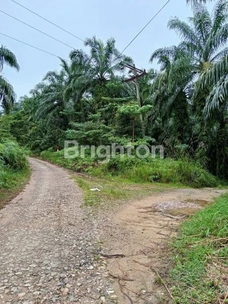 image KEBUN SAWIT 500 HA, SHM, LOKASI STRATEGIS (7)