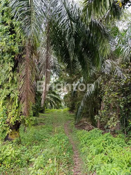 image KEBUN SAWIT 500 HA, SHM, LOKASI STRATEGIS (6)