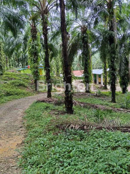 image KEBUN SAWIT 500 HA, SHM, LOKASI STRATEGIS (1)