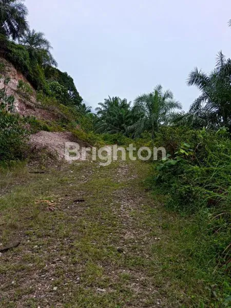 image KEBUN SAWIT 500 HA, SHM, LOKASI STRATEGIS (8)