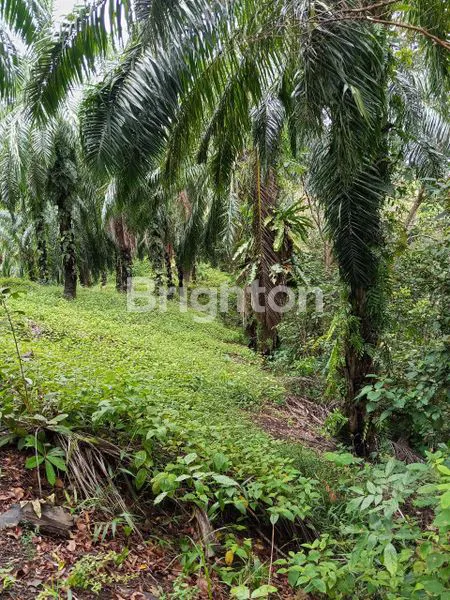 image KEBUN SAWIT 500 HA, SHM, LOKASI STRATEGIS (2)