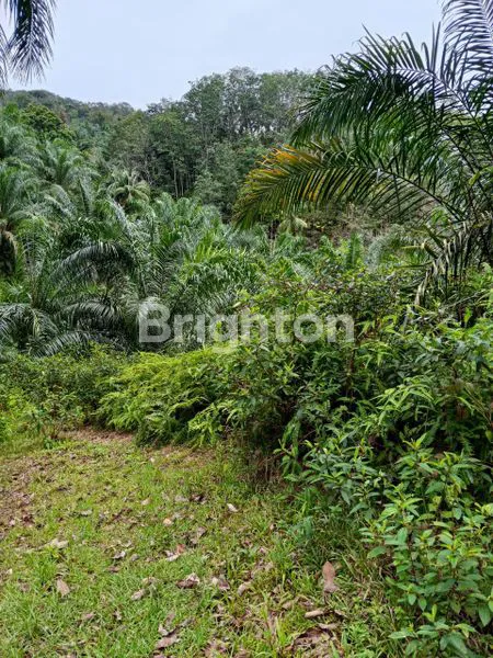 image KEBUN SAWIT 500 HA, SHM, LOKASI STRATEGIS (3)