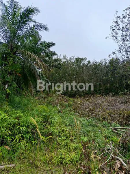 image KEBUN SAWIT 500 HA, SHM, LOKASI STRATEGIS (4)