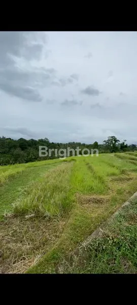 image DIJUWL TANAH VIEW INDAH DI SELEMADEG (3)