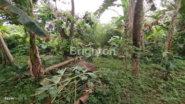 image INVESTASI TANAH 500M² SHM DI TAJUR BOGOR,COCOK UNTUK HUNIAN ATAU USAHA (3)