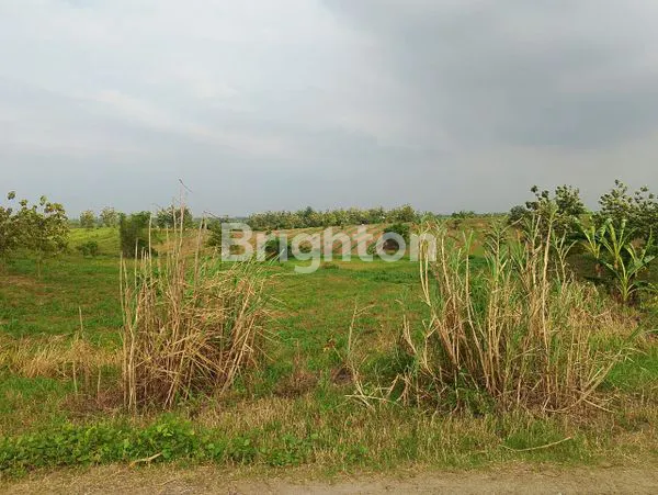 image TANAH LUAS DI INDRAMAYU (5)