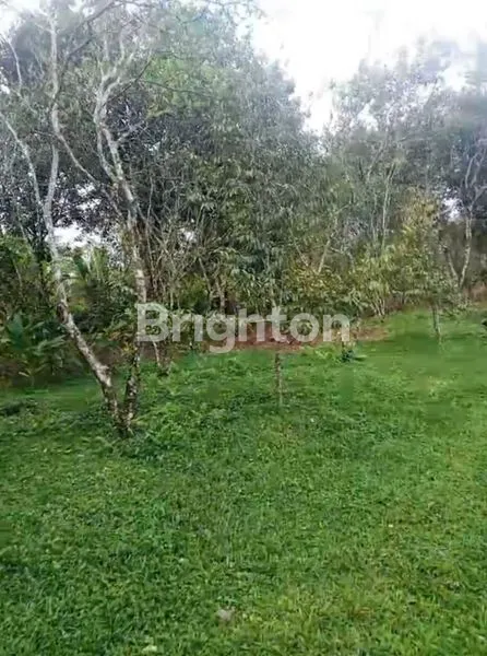 image BEST DEAL! TANAH DI LOMBOK TENGAH 96 ARE (4)