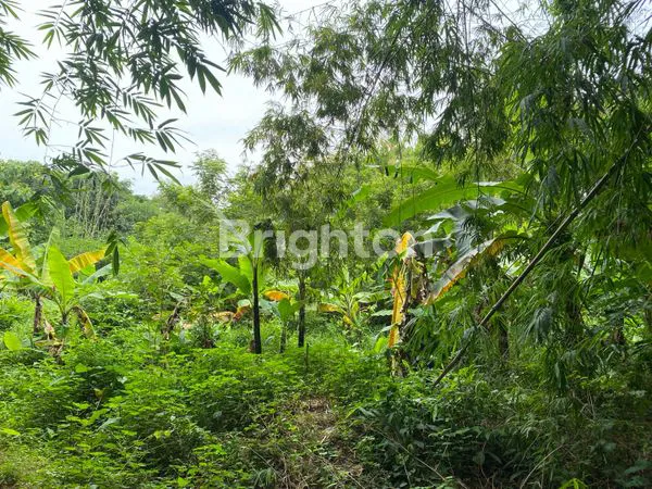 image TANAH PEKARANGAN DIJUAL (1)