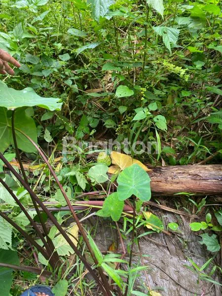 image TANAH PEKARANGAN DIJUAL (3)