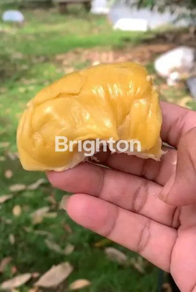 image TANAH KAVLING DURIAN MUSANGKING 10 ARE VIEW HILL,OCEAN,FORRESH INVESTASI AGRO&ECO DI PINEBEL TABANAN (5)