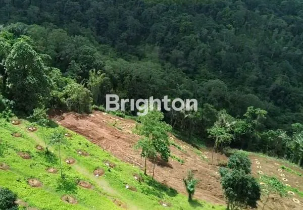 image TANAH KAVLING DURIAN MUSANGKING 10 ARE VIEW HILL,OCEAN,FORRESH INVESTASI AGRO&ECO DI PINEBEL TABANAN (7)