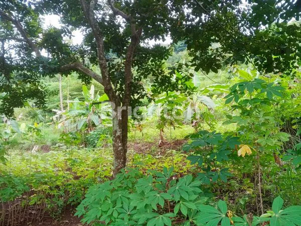 image DIJUAL TANAH (7)