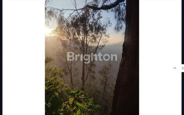 image LAHAN STRATEGIS 10.990 M² DI KINTAMANI, VIEW 3 GUNUNG (5)