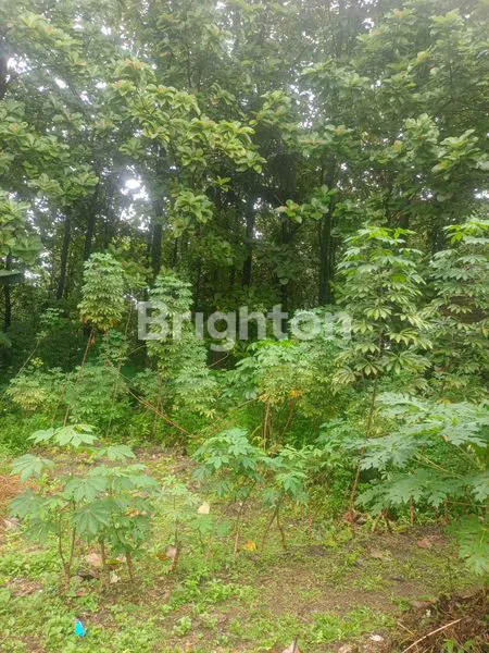 image LAHAN TANAH LUAS 4.990M2 DI JL. RAYA JAKARTA-BOGOR  (3)