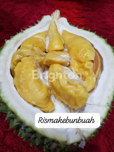 image JUAL TANAH KEBUN ISI POHON DURIAN DLLJUUA (4)