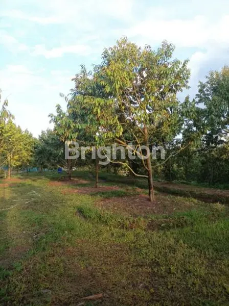 image JUAL TANAH KEBUN ISI POHON DURIAN DLLJUUA (1)