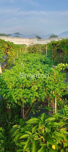 image TANAH LUAS DAN MURAH, MARGAASIH, BANDUNG (1)