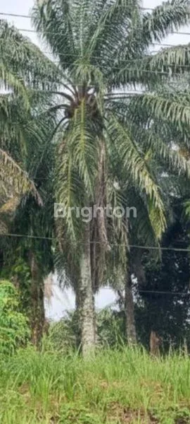 image DIJUAL TANAH STRATEGIS JALAN LINTAS TIMUR (2)