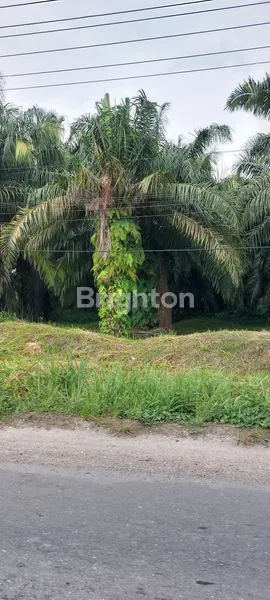 image DIJUAL TANAH STRATEGIS JALAN LINTAS TIMUR (1)