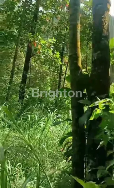 image JUAL TANAH LUAS DI DAERAH WISATA CUNTEL (5)