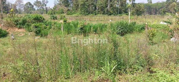 image KEBUN BUAH MANGGA DURIAN DLL DI PONCOKUSUMO MALANG (1)
