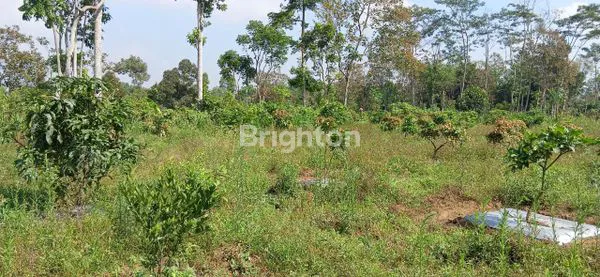 image KEBUN BUAH MANGGA DURIAN DLL DI PONCOKUSUMO MALANG (3)