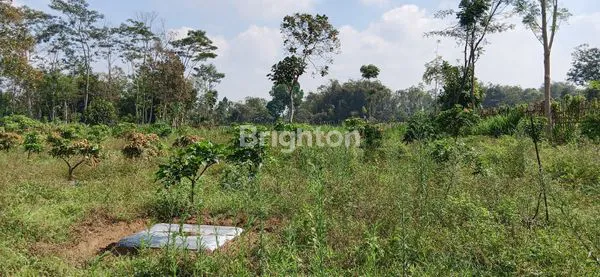 image KEBUN BUAH MANGGA DURIAN DLL DI PONCOKUSUMO MALANG (2)
