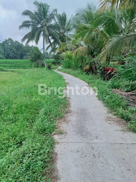 image JUAL TANAH SAWAH BERLOKASI DI PENEBEL DESA RANG GEDE (3)