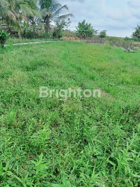 image JUAL TANAH SAWAH BERLOKASI DI PENEBEL DESA RANG GEDE (2)