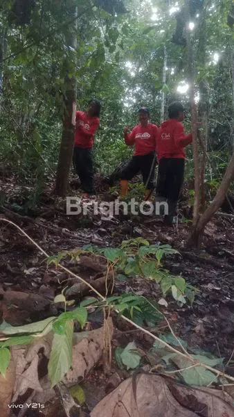 image TANAH LUAS 10 HEKTAR DI KUTIM, COCOK KEBUN SAWIT (4)