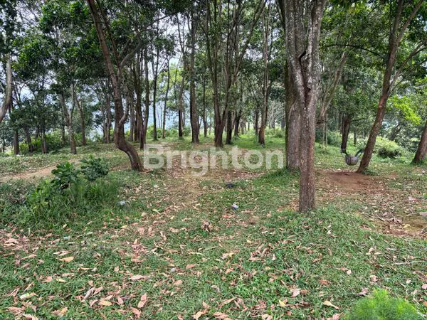 image DIJUAL TANAH DI CIJERUK BOGOR  (6)