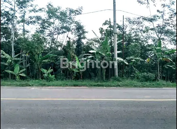 image TANAH STRATEGIS PINGGIR JALAN RAYA CIPANAS LEBAK (3)
