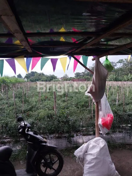 Gambar Property LAHAN SAWAH TAWANG WATES