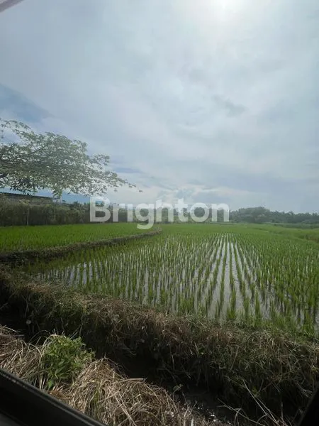 Gambar Property JUAL TANAH SAWAH DI PACET