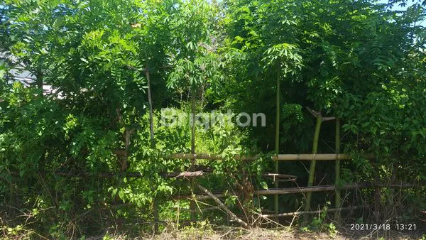 image LAHAN UNGASAN 8 ARE (5)