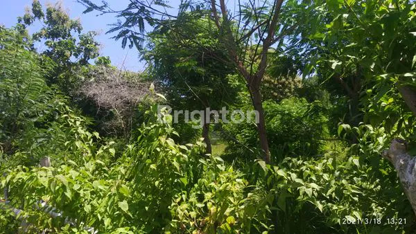 image LAHAN UNGASAN 8 ARE (7)