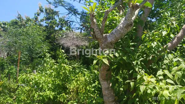 image LAHAN UNGASAN 8 ARE (2)