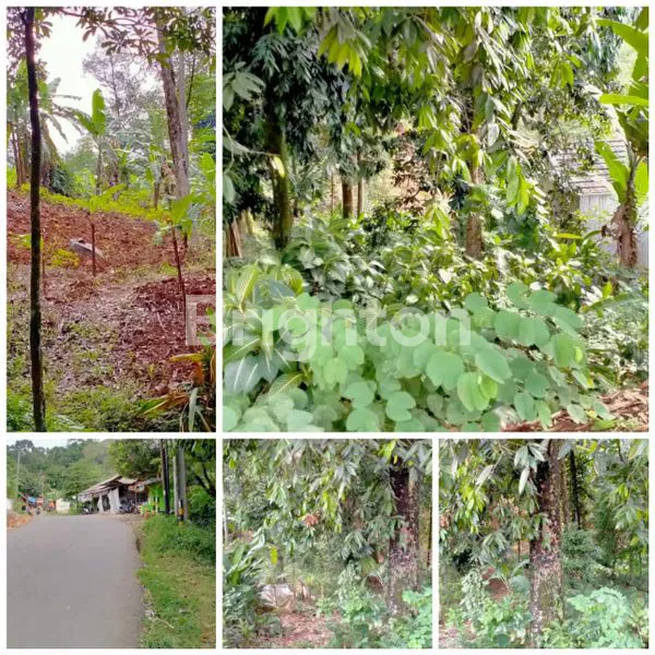 TANAH DISENTUL BOGOR