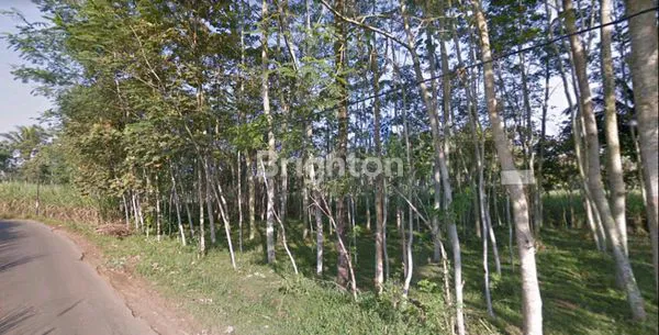 image TANAH PERKEBUNAN LUAS DI GUNUNG JATI JABUNG MALANG (3)